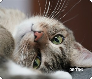 Perfeo Коврик для комп. мыши "Cat", Рис.19 (240x200x2 мм), ткань+резин.основание PF_D0660