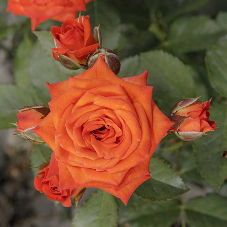 Роза спрей Алегрия Садовита