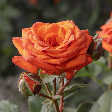 Роза спрей Алегрия Садовита