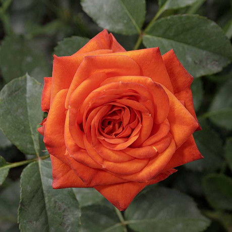 Роза спрей Алегрия Садовита