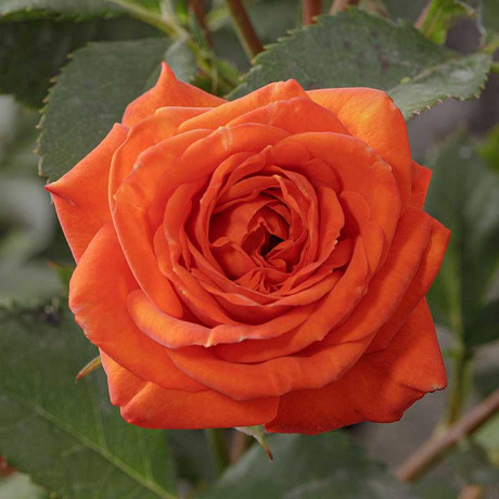 Роза спрей Алегрия Садовита