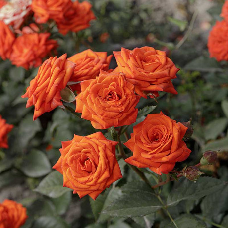 Роза спрей Алегрия Садовита