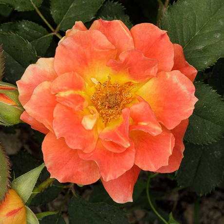 Роза флорибунда Изи Даз Ит Садовита