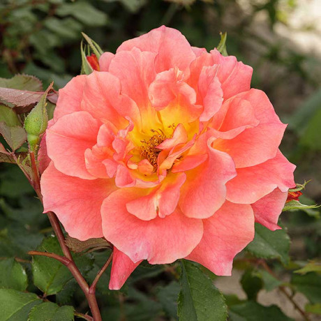 Роза флорибунда Изи Даз Ит Садовита