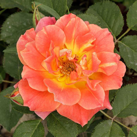 Роза флорибунда Изи Даз Ит Садовита