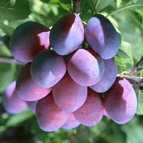 Слива Смолинка Садовита