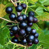 Смородина черная Дачница Садовита