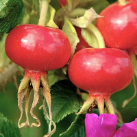 Шиповник Юбилейный Садовита