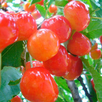 Вишня Нежность Садовита