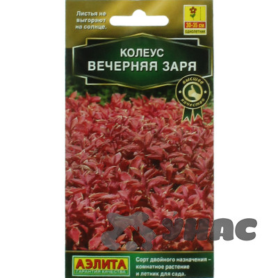 Колеус Вечерняя заря блюме Аэлита Ц