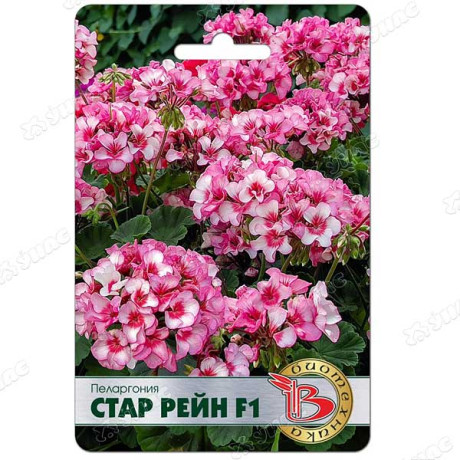Пеларгония Стар Рейн Биотехника Ц