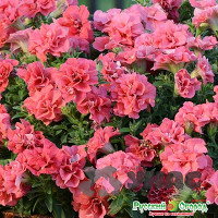 Петуния Дуо гибрид. смесь НК Ц