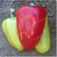 Перец Бэст (Нидерланды) Каприс