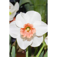 Нарцисс Скайп 14/16 5 шт Садовита