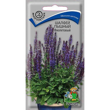 Шалфей Фиолетовый пышный Поиск Ц