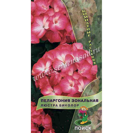 КОМ Пеларгония зональная Люстра Биколор Поиск Ц