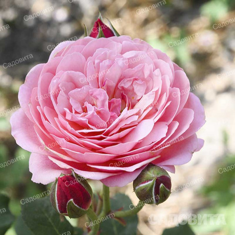 Роза шраб Прикс П.Ж. Редут Садовита