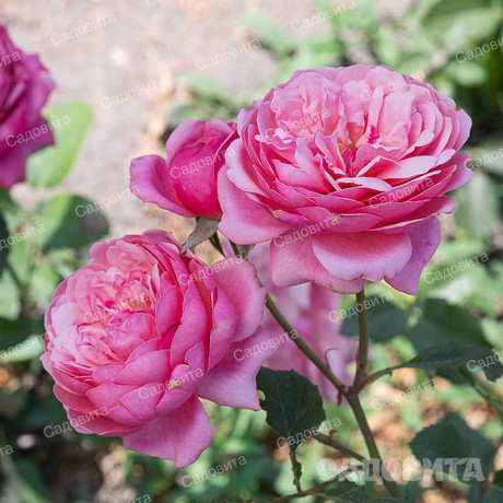 Роза шраб Прикс П.Ж. Редут Садовита