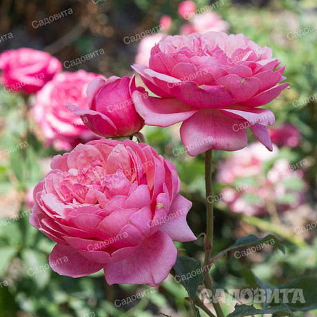 Роза шраб Прикс П.Ж. Редут Садовита