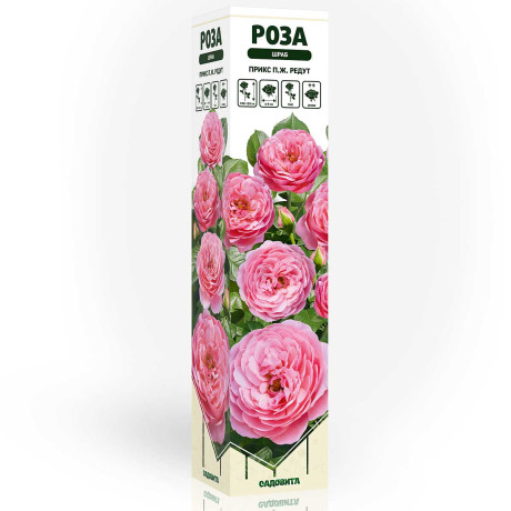 Роза шраб Прикс П.Ж. Редут Садовита