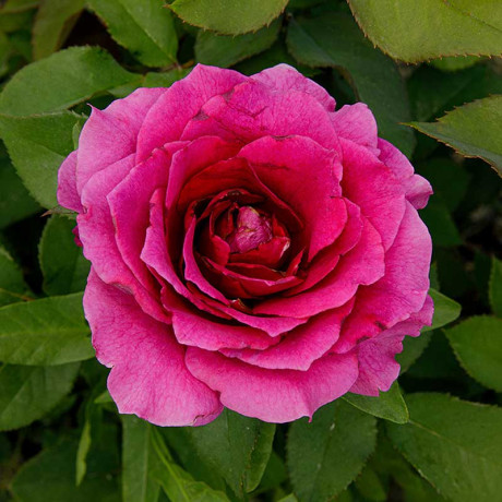 Роза флорибунда Интрига Садовита