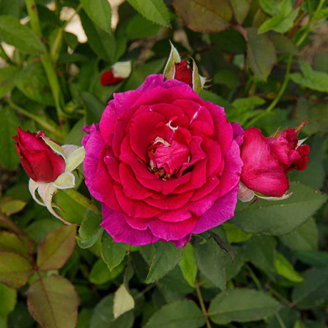 Роза флорибунда Интрига Садовита