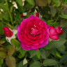 Роза флорибунда Интрига Садовита
