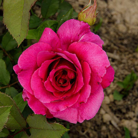 Роза флорибунда Интрига Садовита