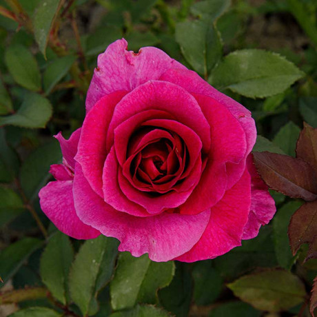 Роза флорибунда Интрига Садовита