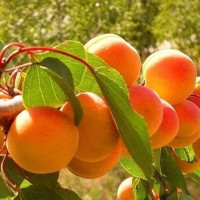 Абрикос Олимп Садовита