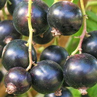 Смородина черная Памяти Калининой Садовита