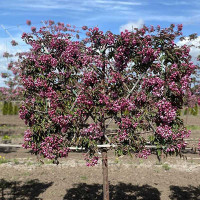 Яблоня Маковецкого декоративная Садовита