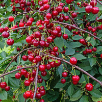 Вишня Память Еникеева Садовита