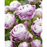 Тюльпан Дабл Сюрпрайз 11/12 2 шт