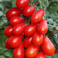 Томат Сладкий виноград НК Ц