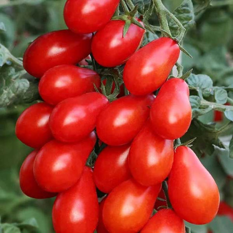 Томат Сладкий виноград  НК Ц