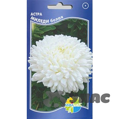 К Астра Акварель Белая Каприс