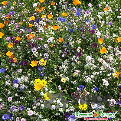 Газон Сибиряк (цветущий) НК Ц