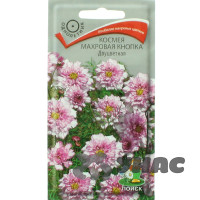 Космея Махровая кнопка Двуцветная Поиск Ц