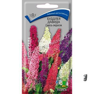 Буддлея Давида смесь окрасок Поиск Ц