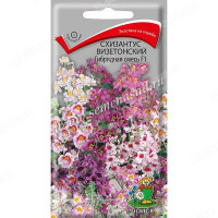 Схизантус Гибридная смесь визетонский Поиск Ц