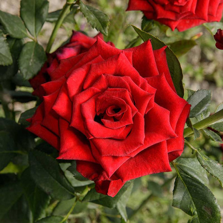 Роза чайно-гибридная Эксплорер Садовита