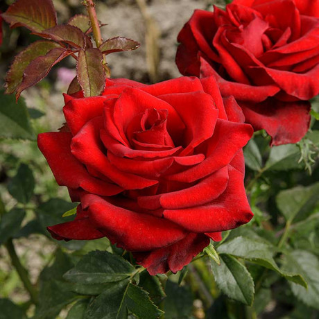 Роза чайно-гибридная Эксплорер Садовита