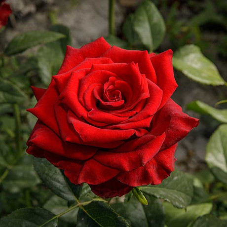 Роза чайно-гибридная Эксплорер Садовита