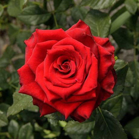 Роза чайно-гибридная Эксплорер Садовита