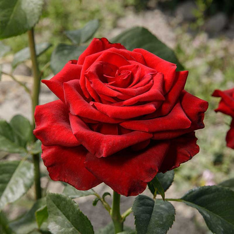 Роза чайно-гибридная Эксплорер Садовита