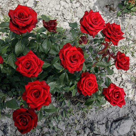 Роза чайно-гибридная Эксплорер Садовита