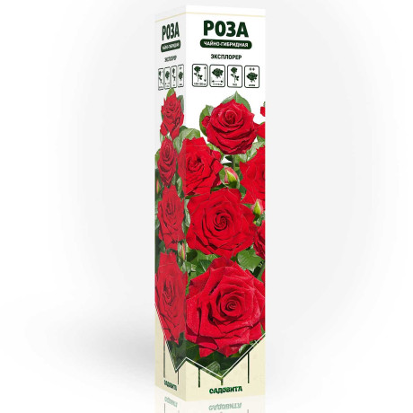 Роза чайно-гибридная Эксплорер Садовита