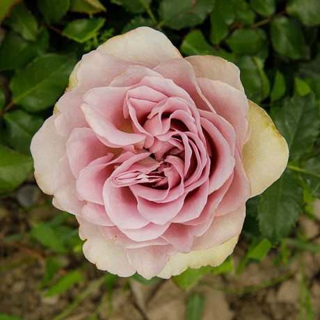 Роза флорибунда Монмартр Садовита