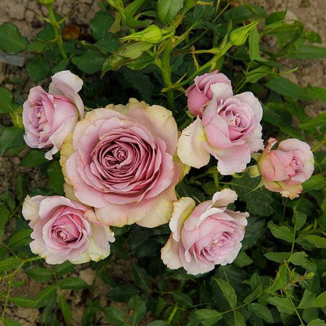 Роза флорибунда Монмартр Садовита